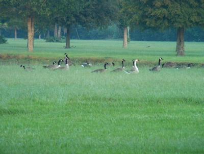 Visiting Canada Geese.JPG