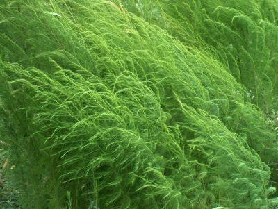 Yankee weeds.JPG