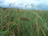 Marsh Grass.JPG