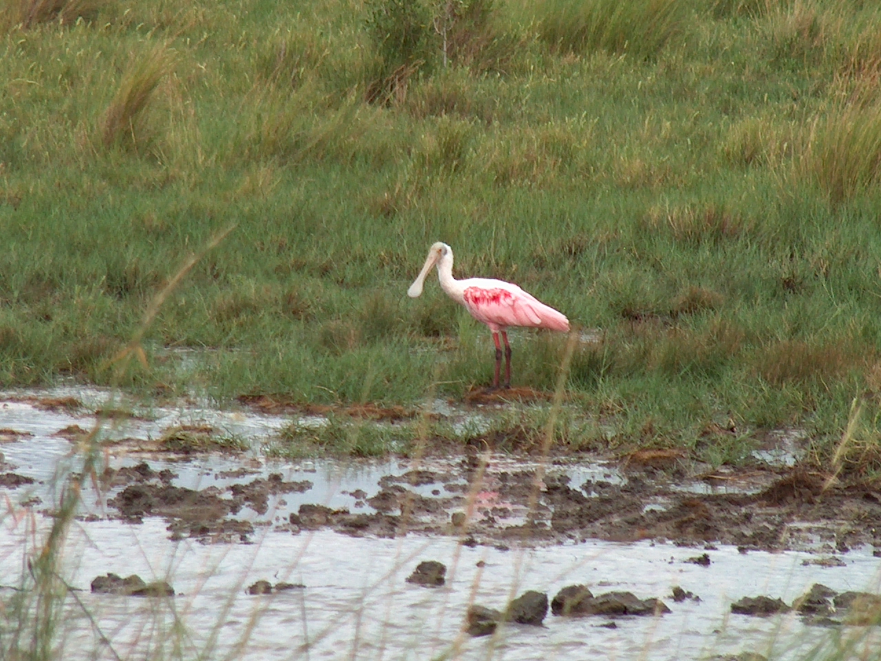 Roseate Spoonbill.JPG