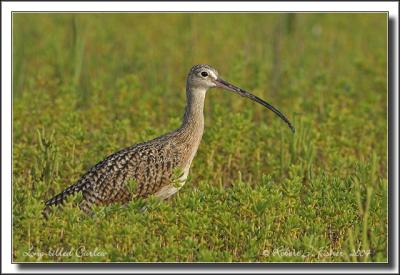 Long-billed Curlew