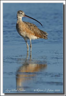 Long Billed Curlew