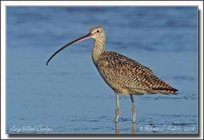 Long-Billed Curlew