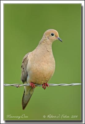 Mourning Dove