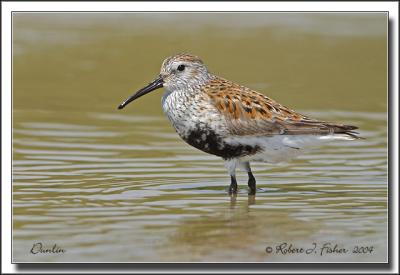 Dunlin