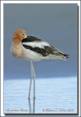 American Avocet