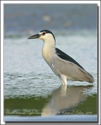 Black-crowned Night-heron