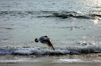 IMG_0933_sm.jpg