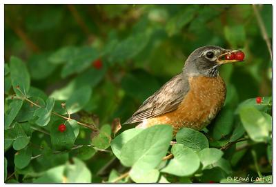 Merle dAmrique / American Robin