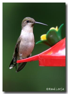 Colibri / Hummingbird