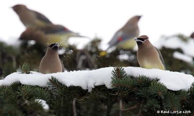 Jaseur d'Amrique / Cedar Waxwing