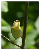 Paruline masque / Common Yellowthroat Warbler
