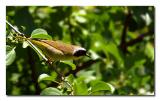 Paruline masque / Common Yellowthroat