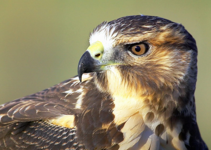 Juvenile Swainsons Hawk