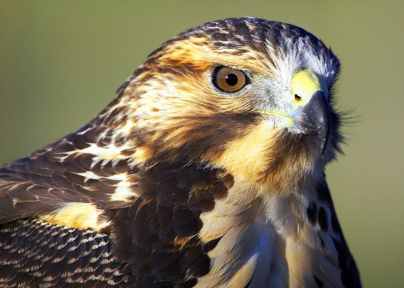 Juvenile Swainsons Hawk
