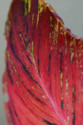 leaf 3.jpg