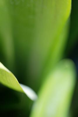 Abstract leaf