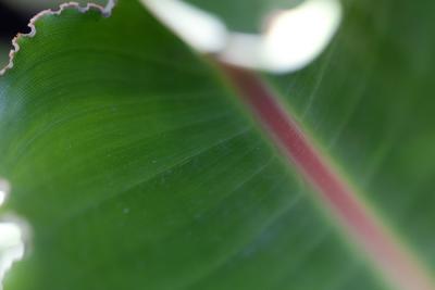 Abstract leaf 2