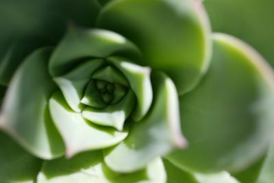 u32/rn65/medium/31433521.Succulent.jpg