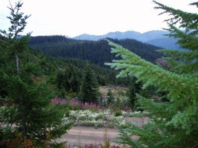 Mile37_Just Past Stampede Pass