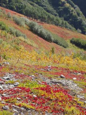 Lazy Mountain Fall Color