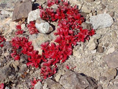 Bear Berry (Kinnikinnick)