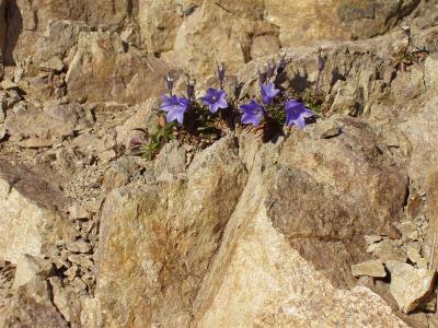 Harebell (Campanula_rotundifolia)