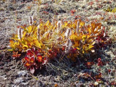 Arctic Willow