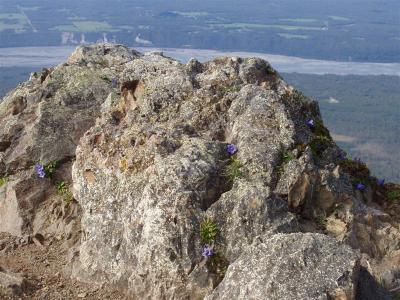 Lazy Mt. Peak & Harebell Blooming