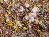 Arctic Willow