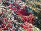 Bear Berry (Kinnikinnick) & Lichen