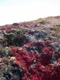 Bear Berry (Kinnikinnick) & Lichen
