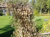 Trellis in Garden