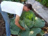 Dougs Alaska 20 Lb Cabbage