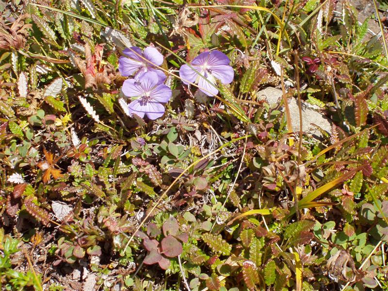 Harebell (Campanula_rotundifolia)