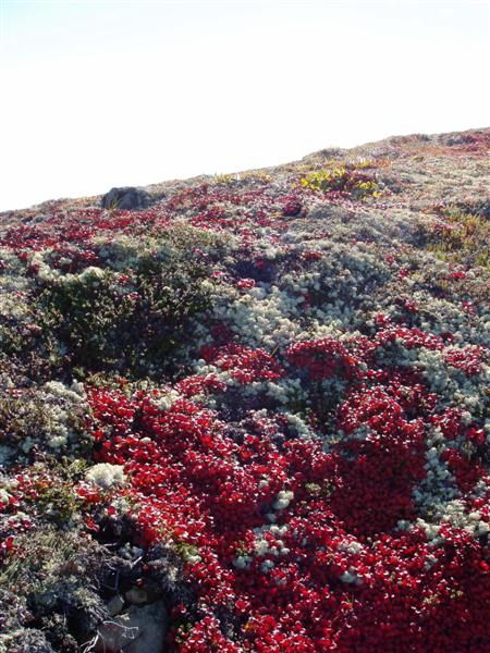 Bear Berry (Kinnikinnick) & Lichen