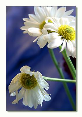 u32/roberta/medium/20713767.olddaisy750x.jpg