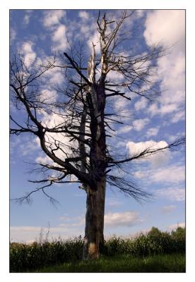 Dead Tree