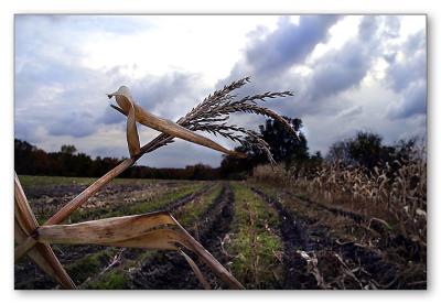 u32/roberta/medium/22315863.corn.jpg
