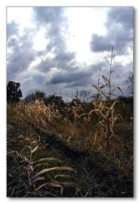 u32/roberta/medium/22316729.cornstalkvertical750x.jpg