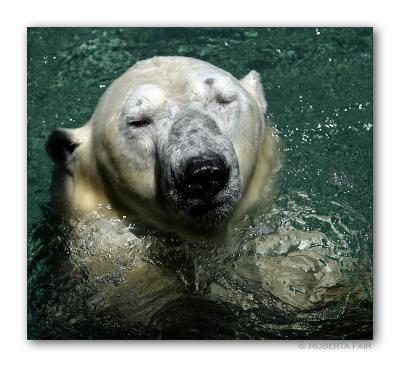 Polar Bear