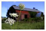 Barn and Lace