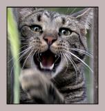 Attack Cat