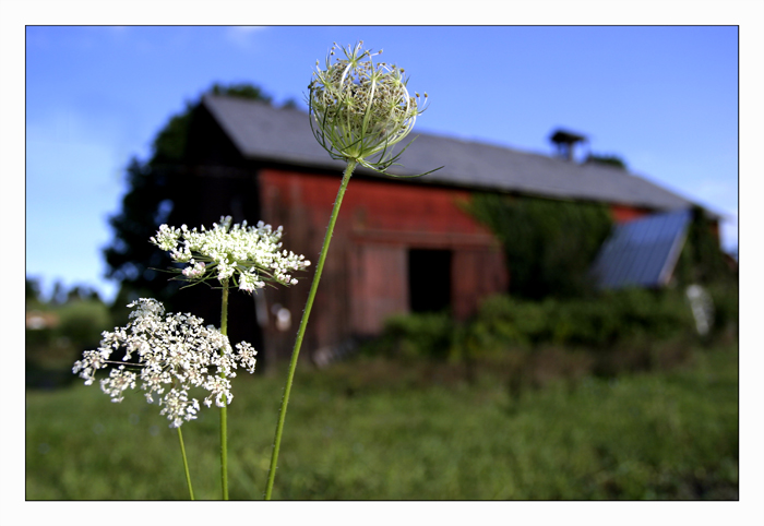 Barn and Lace
