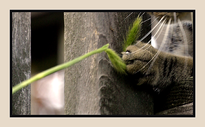 Paws