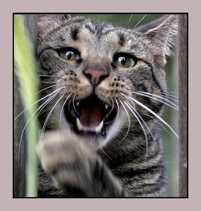 Attack Cat