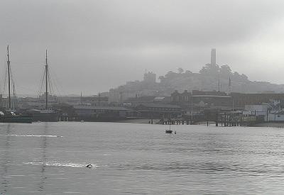 Foggy morning swim