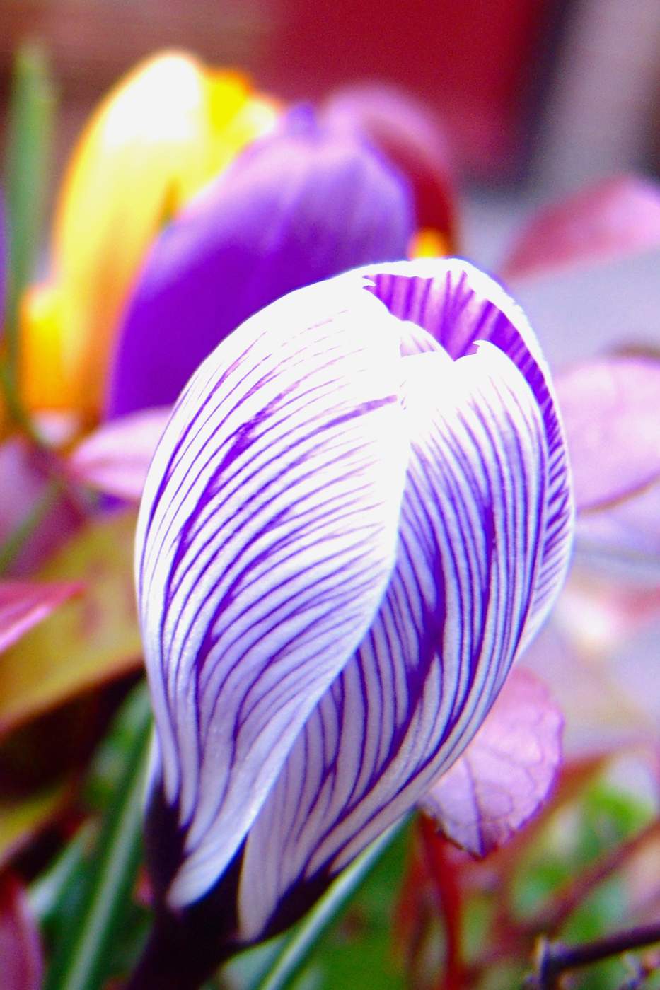 Purple spring colors
