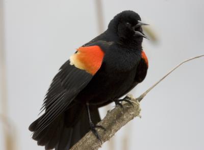 Red-winged Blackbird (M)