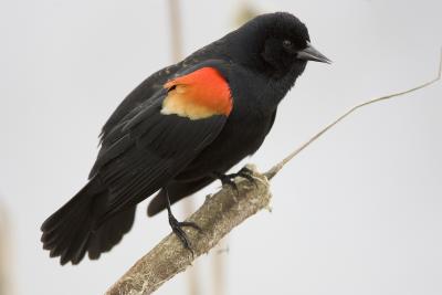 Red-winged Blackbird (M)